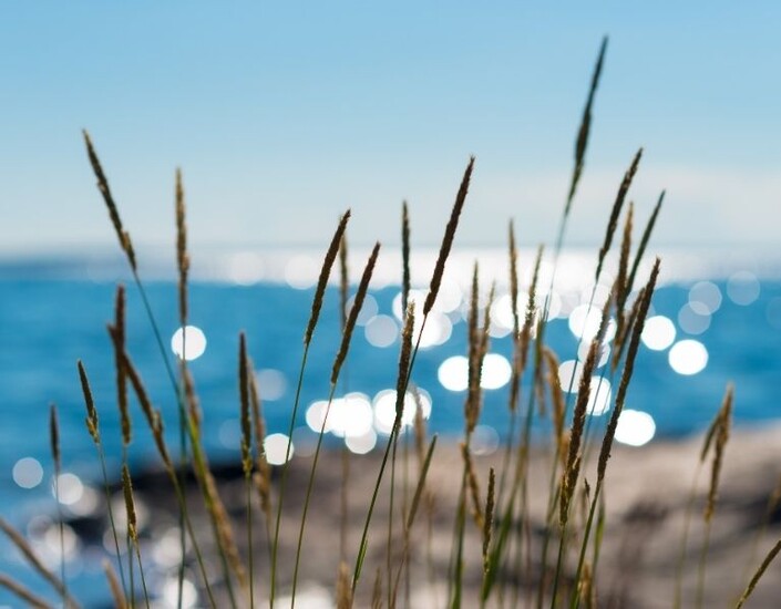 Helmgras bij de zee